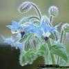 Thumbnail #3 of Borago officinalis by alhanks