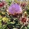 Thumbnail #2 of Cynara scolymus by Ulrich