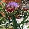 Thumbnail #3 of Cynara scolymus by Ulrich