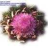 Thumbnail #4 of Cynara scolymus by CaliK8