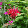 Thumbnail #2 of Monarda didyma by growin