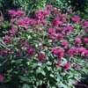 Thumbnail #4 of Monarda didyma by poppysue