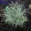 Thumbnail #1 of Helichrysum italicum by jkom51