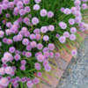 Thumbnail #2 of Allium schoenoprasum by growin