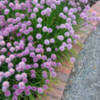 Thumbnail #1 of Allium schoenoprasum by growin