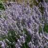 Thumbnail #2 of Lavandula angustifolia by PedricksCorner