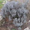 Thumbnail #4 of Lavandula angustifolia by purplesun