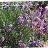 Thumbnail #5 of Lavandula angustifolia by hemlady