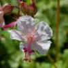 Thumbnail #3 of Geranium x cantabrigiense by growin