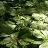Thumbnail #3 of Podophyllum peltatum by plexippus