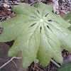 Thumbnail #1 of Podophyllum peltatum by gtr1017