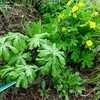 Thumbnail #4 of Podophyllum peltatum by hart