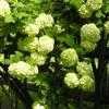 Thumbnail #5 of Viburnum opulus by MsDanyel