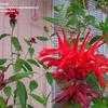 Thumbnail #2 of Monarda didyma by planter64