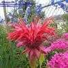 Thumbnail #1 of Monarda didyma by _luckyducky1956