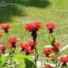 Thumbnail #5 of Monarda didyma by 22cold