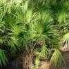Thumbnail #1 of Serenoa repens by Floridian