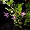 Thumbnail #3 of Lycium barbarum by balvenie