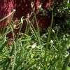 Thumbnail #1 of Allium x proliferum by Badseed