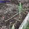 Thumbnail #4 of Allium x proliferum by Wingnut
