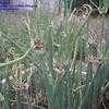 Thumbnail #3 of Allium x proliferum by Wingnut