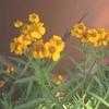 Thumbnail #3 of Tagetes lucida by htop