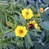 Thumbnail #4 of Tagetes lucida by Kaufmann