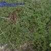 Thumbnail #2 of Thymus pseudolanuginosus by Baa