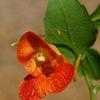 Thumbnail #1 of Impatiens capensis by melody