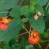 Thumbnail #3 of Impatiens capensis by melody