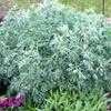 Thumbnail #2 of Artemisia absinthium by poppysue