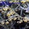 Thumbnail #3 of Artemisia absinthium by poppysue
