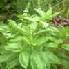 Thumbnail #1 of Ocimum basilicum by mystic