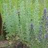 Thumbnail #4 of Artemisia absinthium by jhyshark