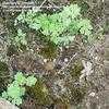 Thumbnail #5 of Artemisia absinthium by jhyshark