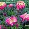 Thumbnail #4 of Amaranthus tricolor by yogaman