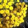 Thumbnail #1 of Tanacetum vulgare by poppysue