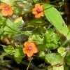 Thumbnail #2 of Anagallis arvensis by trois