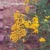 Thumbnail #5 of Tanacetum vulgare by Wandasflowers