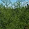Thumbnail #1 of Artemisia annua by poppysue