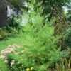 Thumbnail #3 of Artemisia annua by ladygardener1
