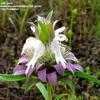 Thumbnail #5 of Monarda citriodora by Jeff_Beck