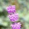 Thumbnail #4 of Monarda citriodora by gramoz