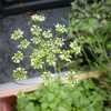 Thumbnail #3 of Petroselinum crispum var. neapolitanum by Cville_Gardener