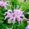 Thumbnail #5 of Monarda fistulosa by Jeff_Beck