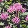 Thumbnail #4 of Monarda fistulosa by hemlady