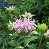 Thumbnail #1 of Monarda fistulosa by poppysue