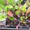Thumbnail #2 of Eruca vesicaria subsp. sativa by Weezingreens
