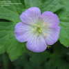 Thumbnail #2 of Geranium maculatum by turektaylor