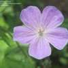Thumbnail #3 of Geranium maculatum by Dosetaker